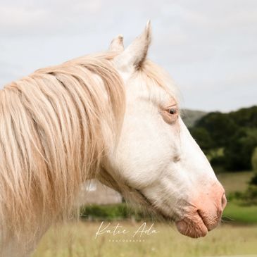 Profile of a white horse with a light mane in a grassy field.
