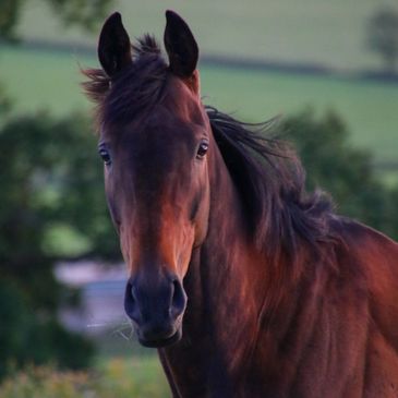 Close-up of a brown horse with a blurred natural background.
