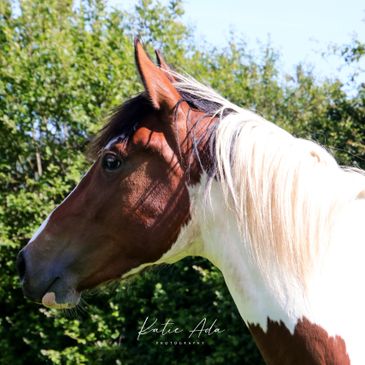 Profile of a brown and white horse with a flowing mane against a green backdrop.