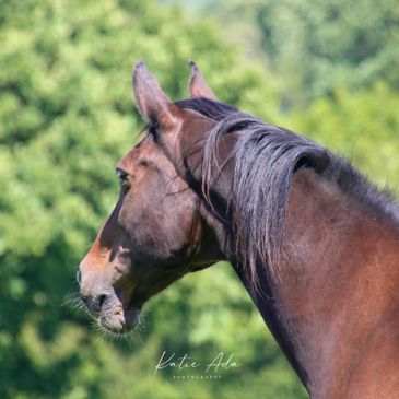 Profile of a brown horse with a lush green background.