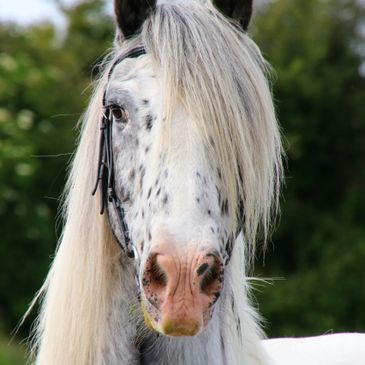 Close-up of a white horse with black spots and a long mane.