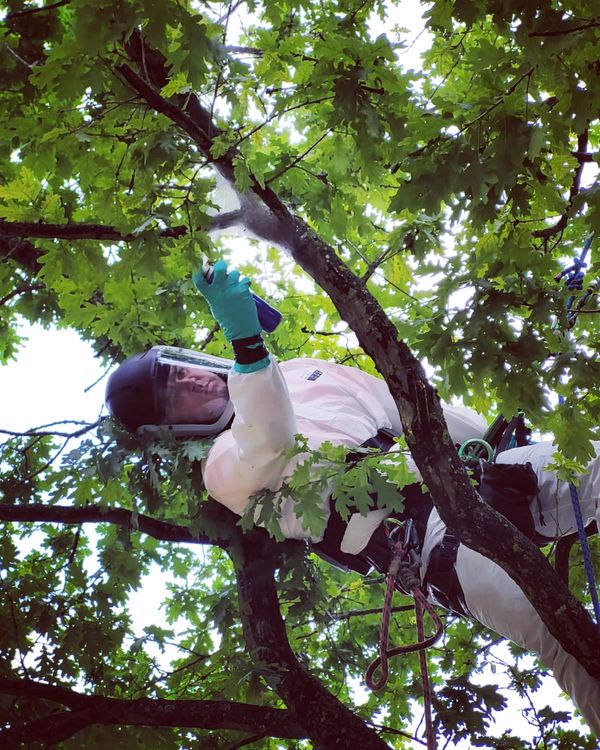 OPM removal, keep members of the public safe for these harmful caterpillars.