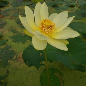 A pale yellow lotus flower blooming above green lily pads.