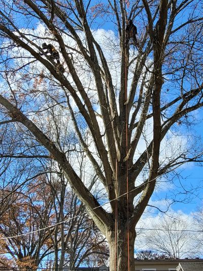 Arborist performing tree trimming in columbus ohio