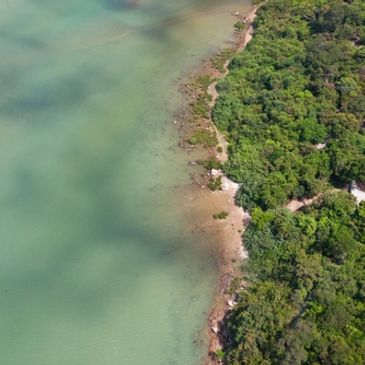 Aerial view of a green forest meeting a calm, shallow shoreline.