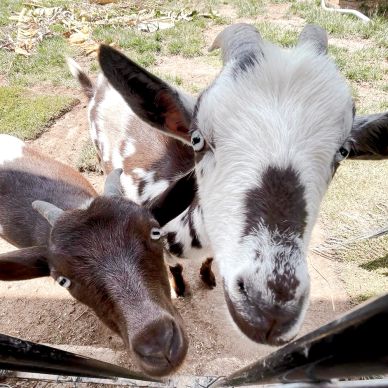Two curious goats with unique fur patterns looking closely at the camera.