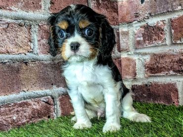 Adorable tricolor puppy sitting on artificial grass against a brick wall.