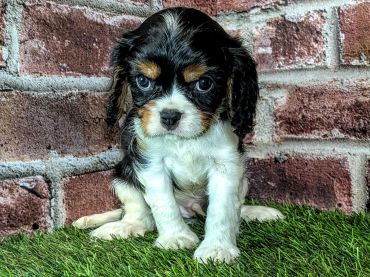 Cute puppy sitting on grass with brick wall background.
