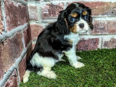 Cute tricolor puppy sitting on green grass near a brick wall.