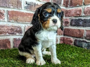 Cute puppy sitting on grass near brick wall.
