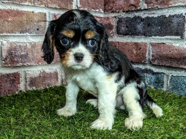 Cute black, white, and brown puppy sitting on grass.