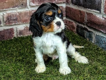 Cute puppy sitting on grass near a brick wall.