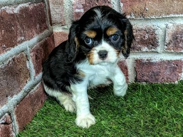 Cute tricolor Cavalier King Charles Spaniel puppy.