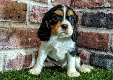 Cute tricolor puppy sitting on grass against a brick wall.