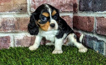 Cute puppy sitting on grass near a brick wall.