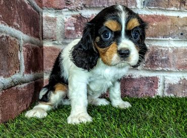 Cute tricolor puppy sitting on grass near brick wall.
