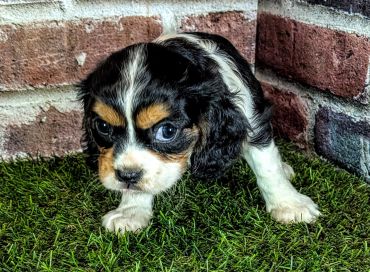 Close-up of a curious puppy on grass.