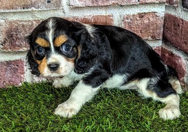 Cute tricolor puppy on grass near brick wall.