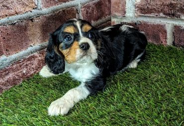 Cute tri-color puppy lying on grass.