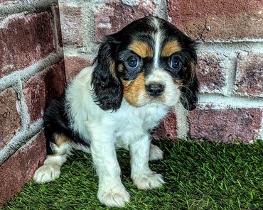 Cute tricolor puppy sitting on grass by a brick wall.