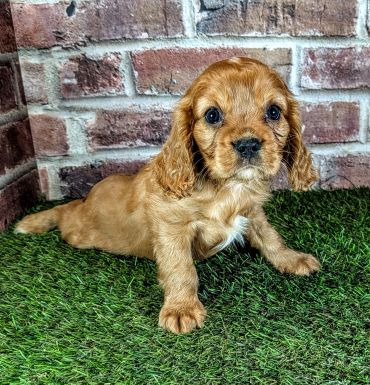 Cute golden puppy lying on grass in front of brick wall.