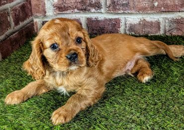 Adorable brown puppy lying on green grass.