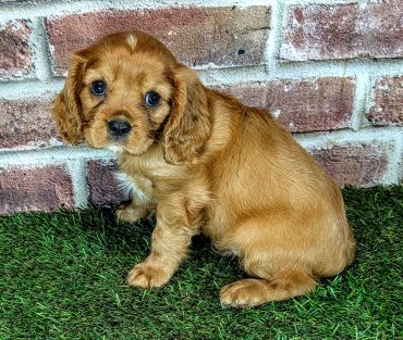 Cute brown puppy sitting on grass by a brick wall.