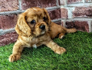 Cute brown puppy lying on grass with a brick wall background.