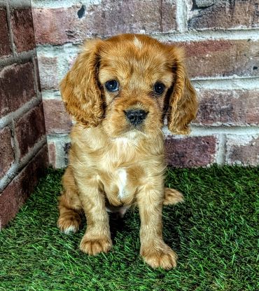 Cute brown puppy sitting on green grass.