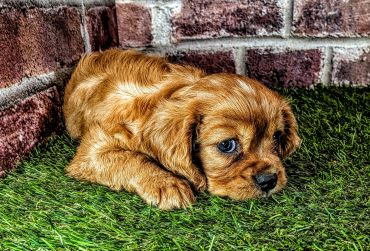 Cute golden puppy lying on grass against a brick wall.