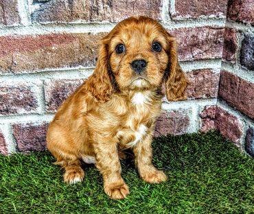 Adorable brown puppy sitting on grass near brick wall.