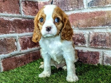 Cute brown and white puppy sitting on grass near brick wall.