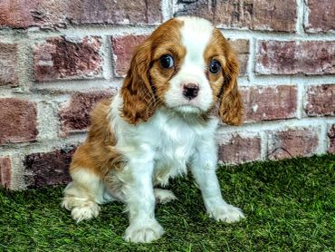 Cute brown and white puppy sitting on grass.