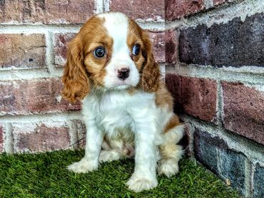 Puppy sitting against a brick wall.