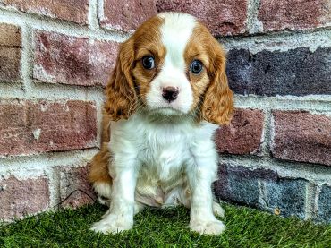 Cute brown and white puppy with big eyes.