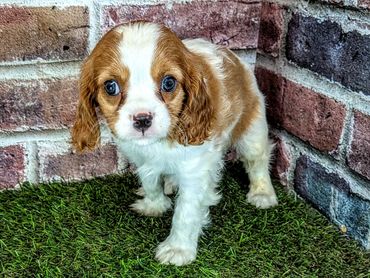 Cute brown and white puppy sitting on grass near a brick wall.