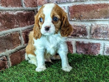 Cute puppy sitting on artificial grass by a brick wall.
