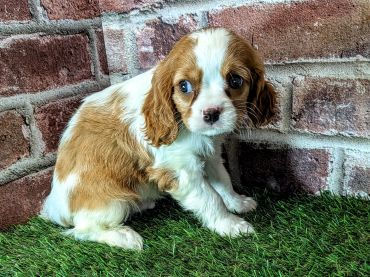 Sad looking brown and white puppy sitting on green grass.