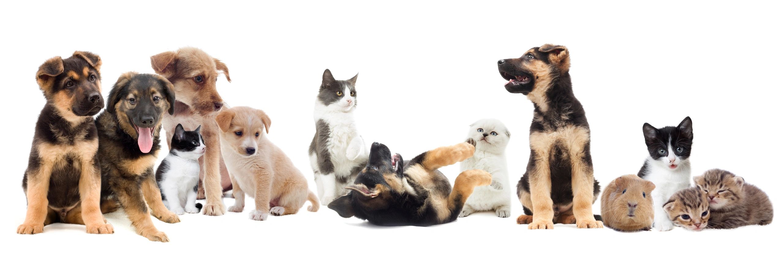 Happy Pets Dog Walking, Dog Sitting