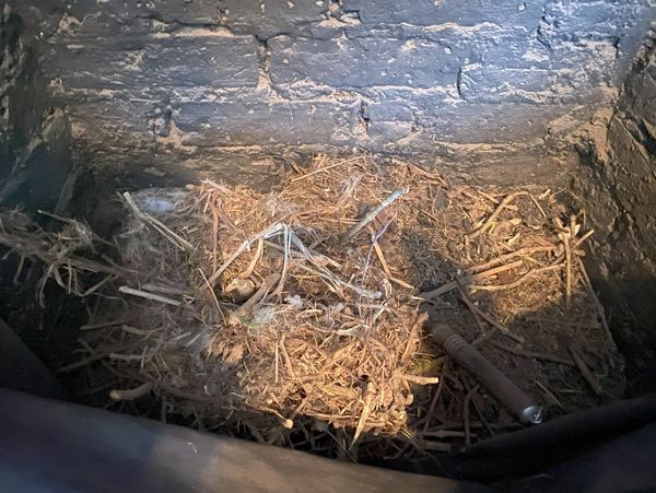 Remnants of a bird's nest inside an open firepalce