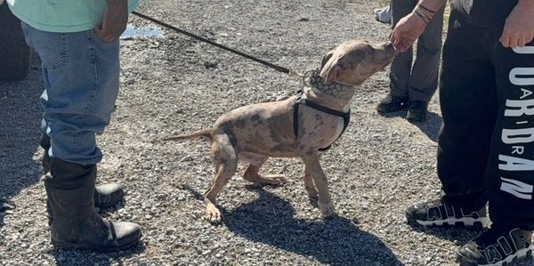 A spotted puppy on a leash interacting with a person outdoors.