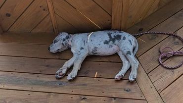 Blue Merle tan Point, living a life on a big lake♥️