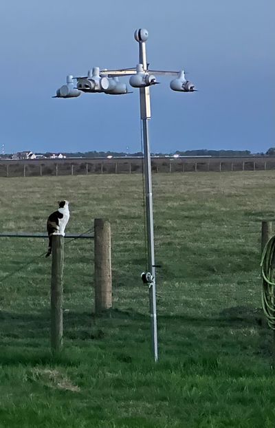 A cat perched on a fence post in a field near a weather instrument.