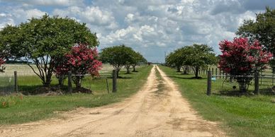 Dirt road lined with flowering trees under a blue sky with clouds.