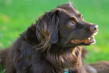 Close-up of a happy brown dog with a green background.