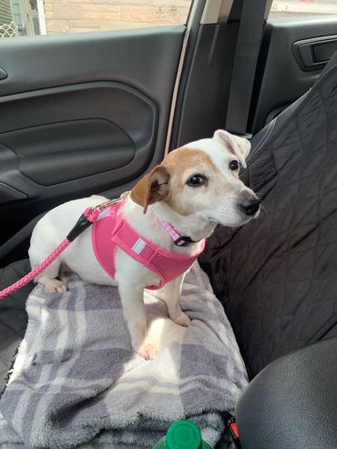 Small dog wearing pink harness sitting on car seat with blanket.