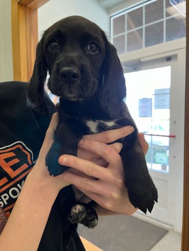 A small black puppy with white markings being held indoors.