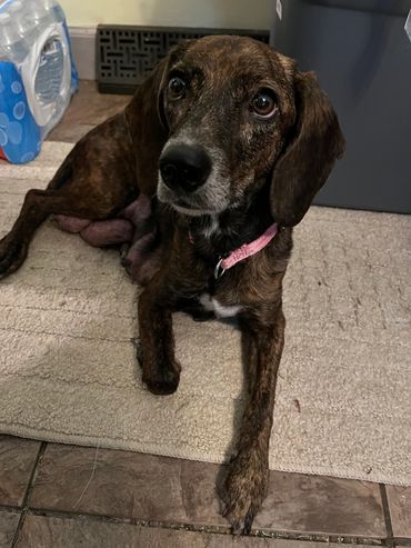 Brindle dog with a pink collar lying on a rug indoors.