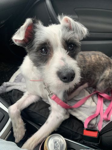 A small dog with black and white fur sitting on a car seat, looking up.