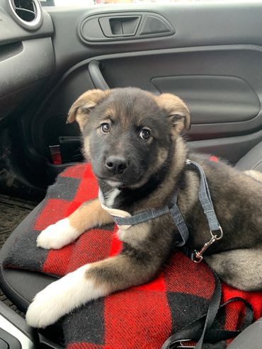 Adorable puppy resting on a red and black plaid blanket inside a car.